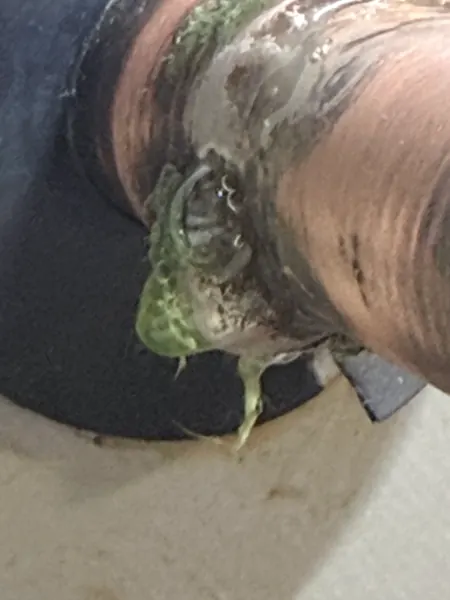 Close-up of green algae slime clogging the opening of an AC condensate drain